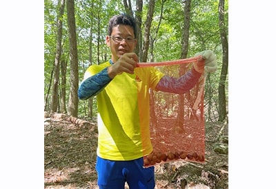 采摘七叶树种子
